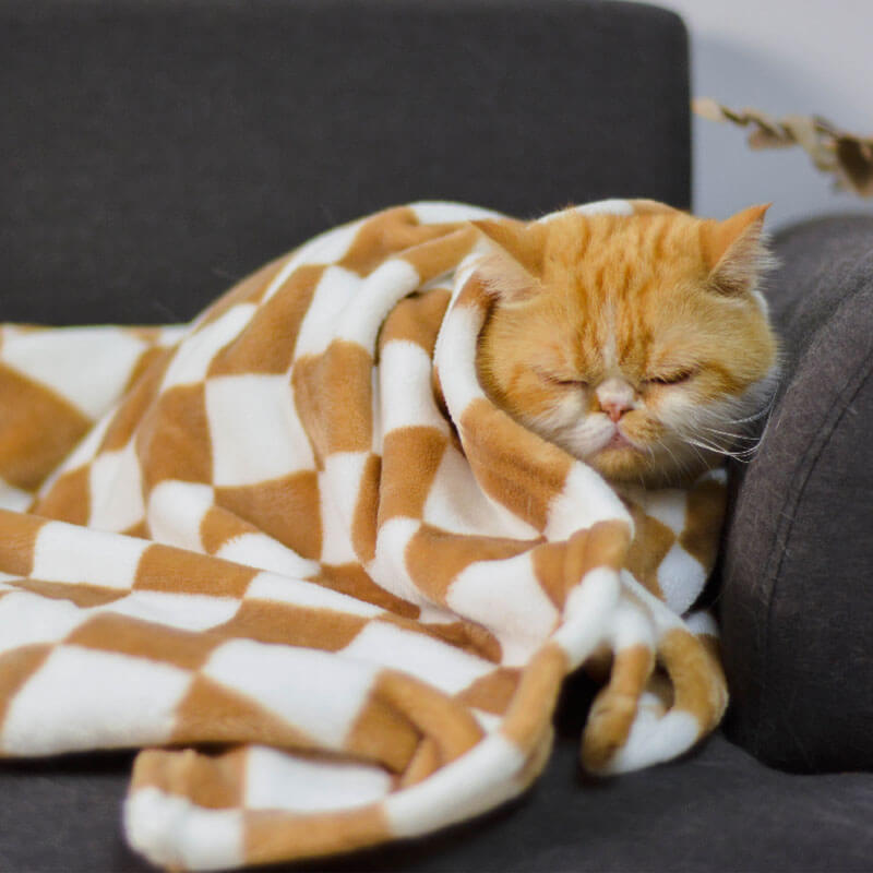 Double-Sided Cat Blanket Facecloth, Thickened Four-Season Warm Model